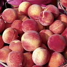 Fruit | averycreeknursery.com