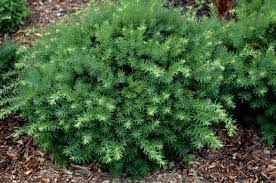 bodendecker thuja Thuja plicata 'Atrovirens' (Riesenlebensbaum) | 150-175 cm mit Wurzelballen main image 1