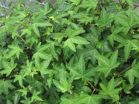 Hedera 'Needlepoint' - Ivy | averycreeknursery.com