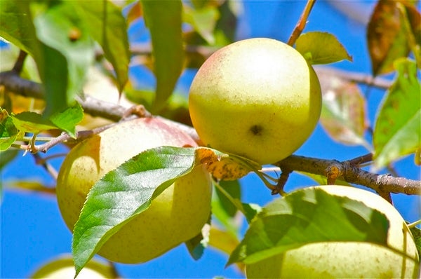 Malus domestica 'Honeycrisp' (Semi-Dwarf Apple)